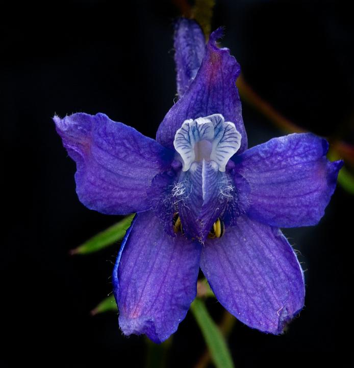 Delphinium nuttallianum, Upland Larkspur.jpg